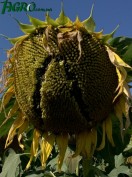 1agro.com.ua
