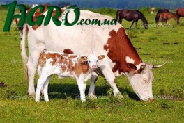 1agro.com.ua