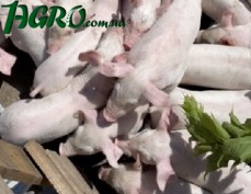 1agro.com.ua