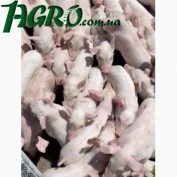 1agro.com.ua