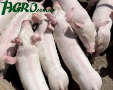 1agro.com.ua