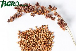 1agro.com.ua