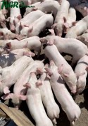 1agro.com.ua