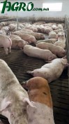 1agro.com.ua