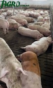 1agro.com.ua