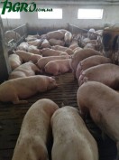 1agro.com.ua