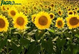 1agro.com.ua