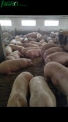 1agro.com.ua