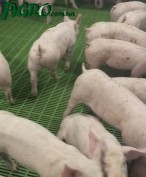 1agro.com.ua