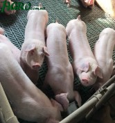1agro.com.ua