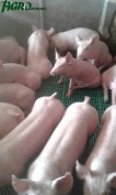1agro.com.ua
