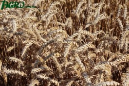 1agro.com.ua