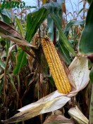 1agro.com.ua