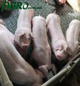 1agro.com.ua
