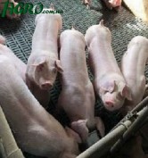 1agro.com.ua