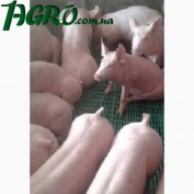 1agro.com.ua