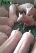 1agro.com.ua