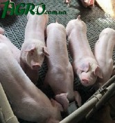 1agro.com.ua