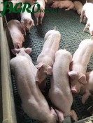 1agro.com.ua