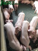 1agro.com.ua