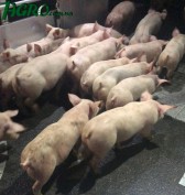 1agro.com.ua