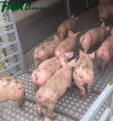 1agro.com.ua