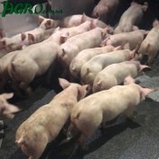 1agro.com.ua