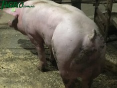 1agro.com.ua