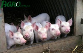 1agro.com.ua
