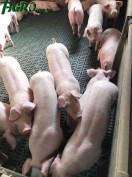 1agro.com.ua