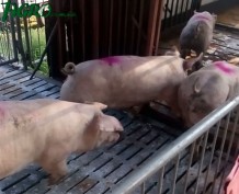 1agro.com.ua