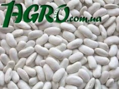 1agro.com.ua