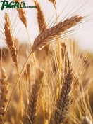 1agro.com.ua