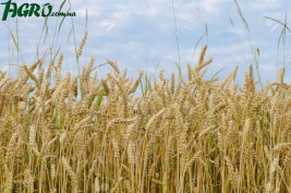 1agro.com.ua