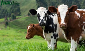 1agro.com.ua