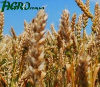 1agro.com.ua