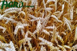 1agro.com.ua