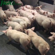 1agro.com.ua