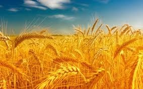 1agro.com.ua