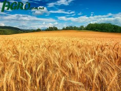 1agro.com.ua