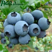1agro.com.ua