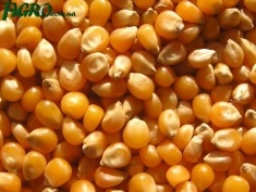 1agro.com.ua