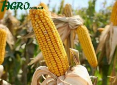 1agro.com.ua