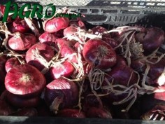 1agro.com.ua