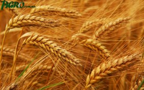 1agro.com.ua