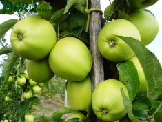 1agro.com.ua