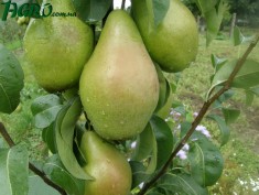1agro.com.ua
