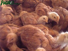1agro.com.ua