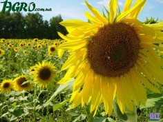 1agro.com.ua