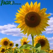 1agro.com.ua